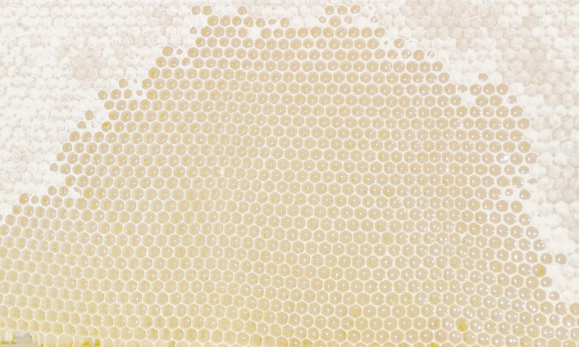 Data Science in beekeeping