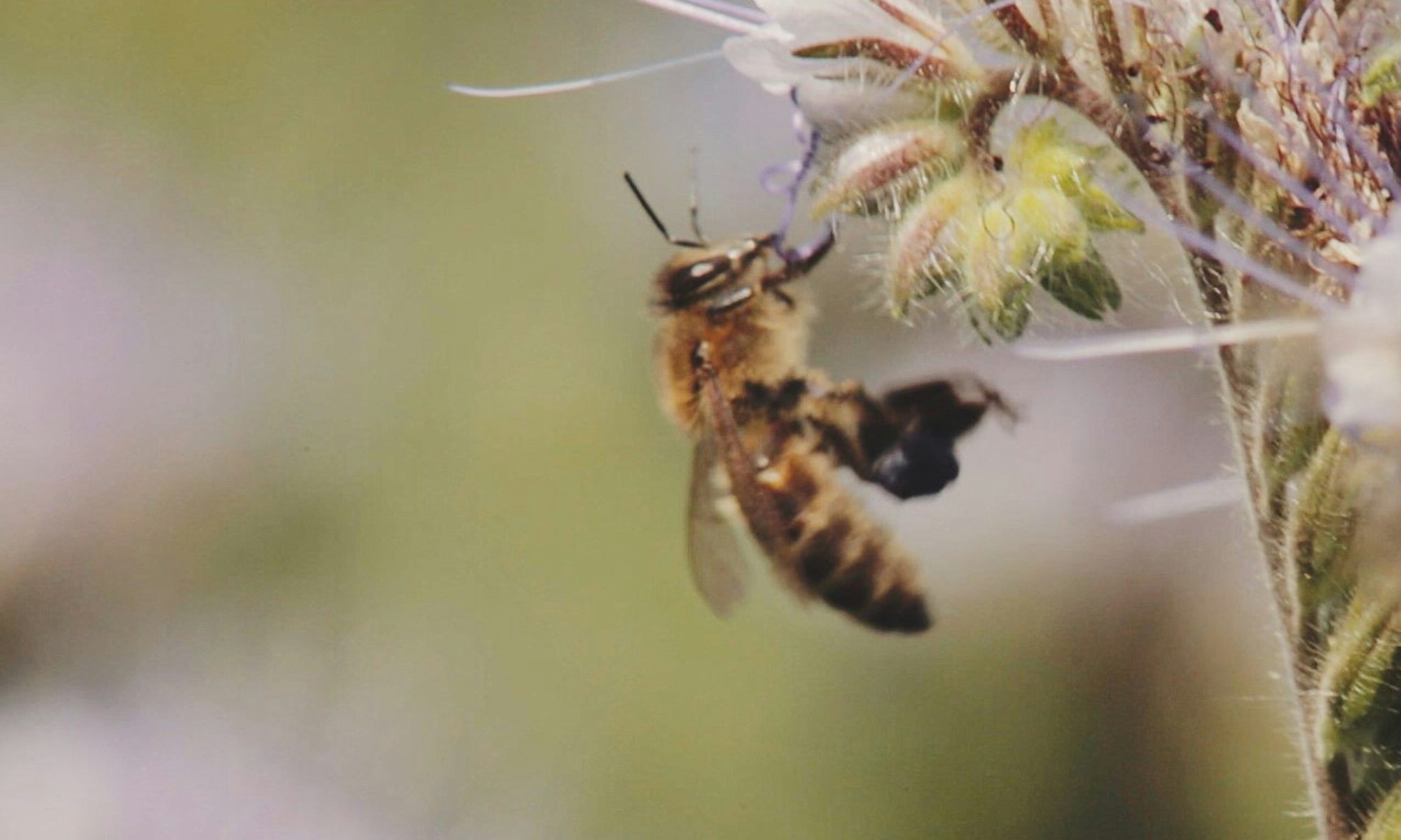 Data Science in beekeeping